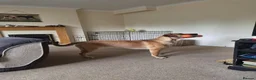 Mixed Breed dogs for sale: 11 month old female mixed breed  - Advert 8