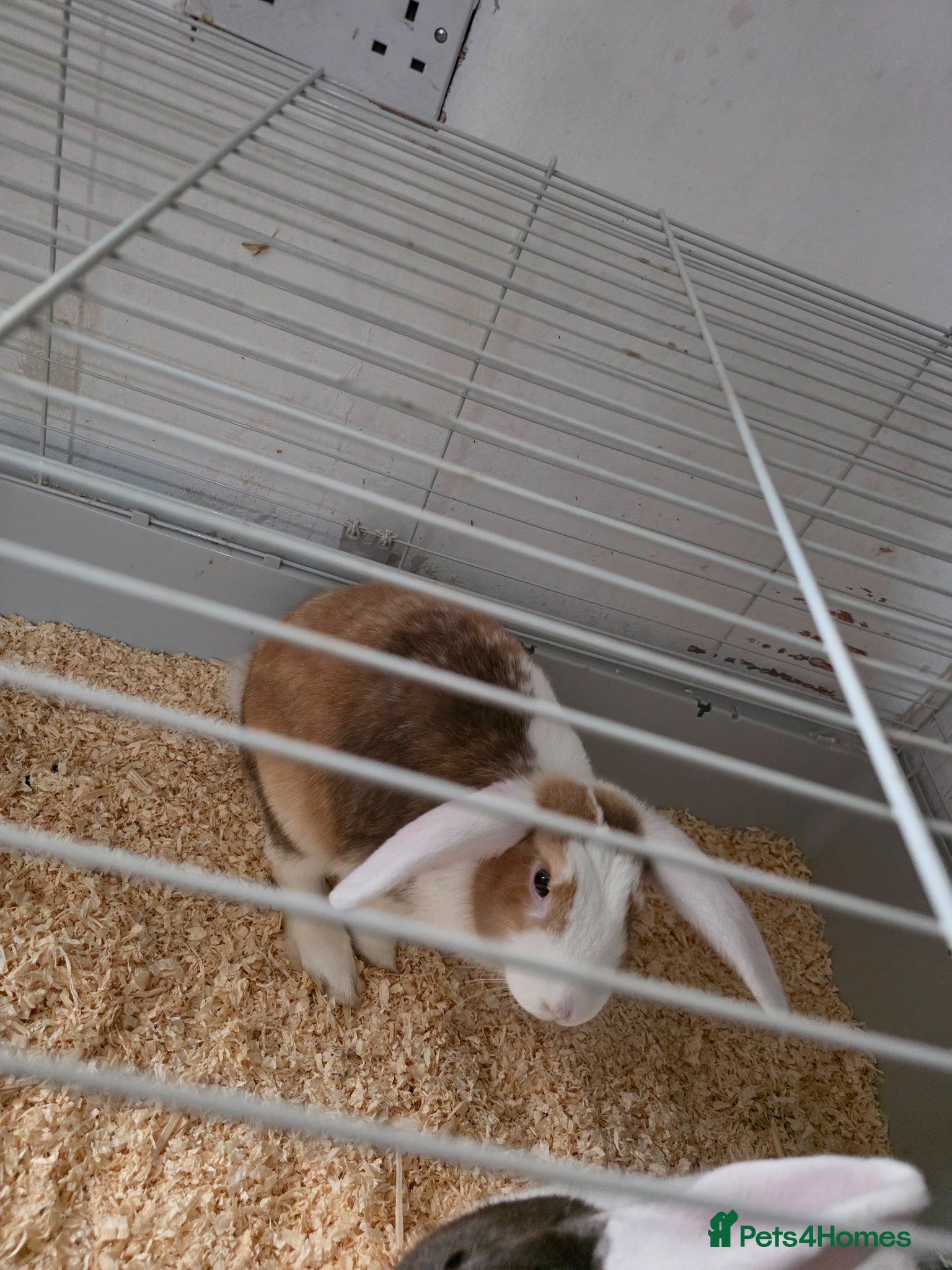 Mixed Breed rabbits Our little biscuits is expecting  - Advert 1