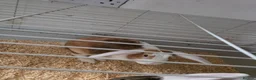 Mixed Breed rabbits for sale: Our little biscuits is expecting  in Glasgow - Advert 1