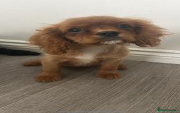 Cavalier King Charles Spaniel dogs for sale: Ruby female fully vaccinated ready now   - Image 15