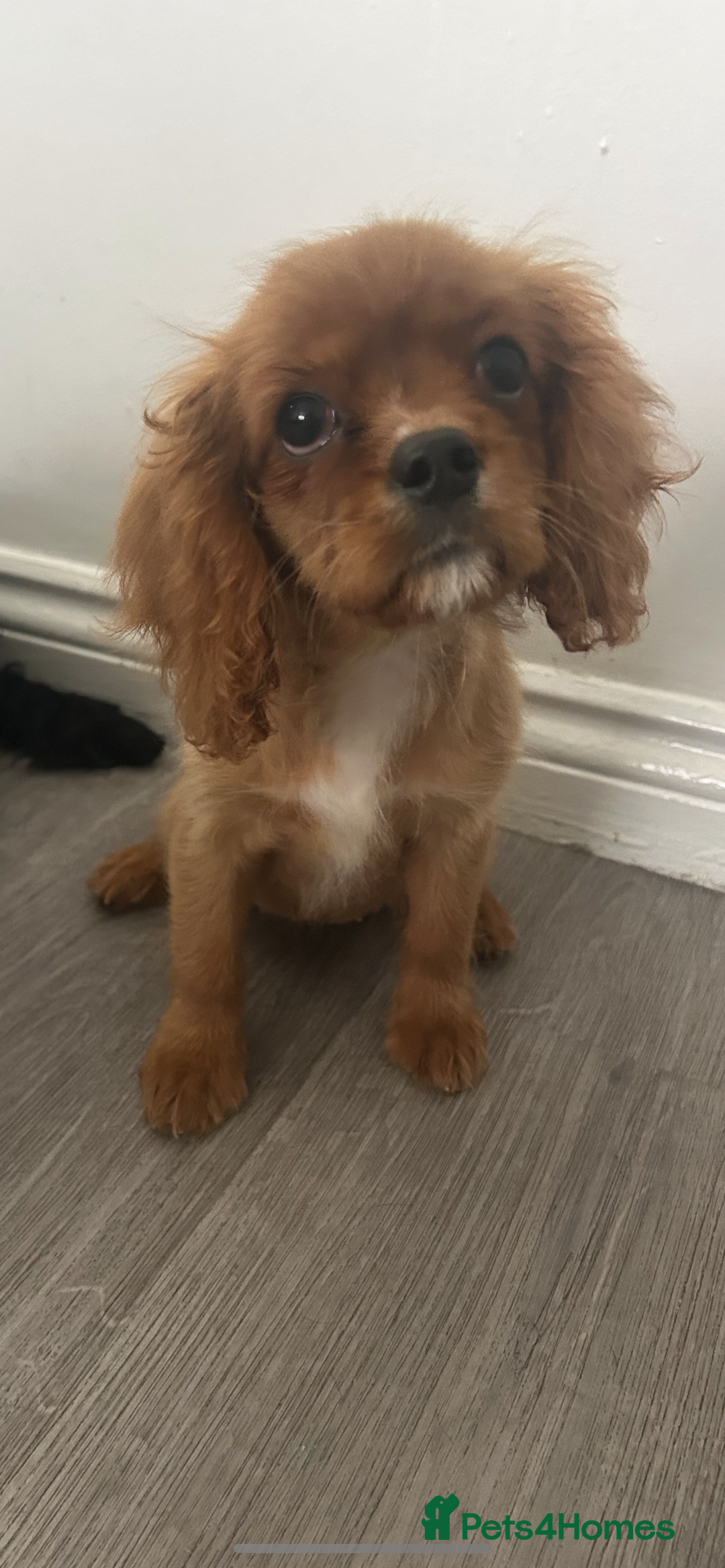 Cavalier King Charles Spaniel dogs for sale: Ruby female fully vaccinated ready now   - Image 15