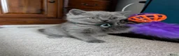 British Shorthair cats for sale: Full Pedigree British ShortHair  in York - Advert 18