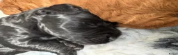 Cockapoo dogs for sale: 🐾🐾Beautiful F2 cockapoo puppies🐾🐾 - Advert 10