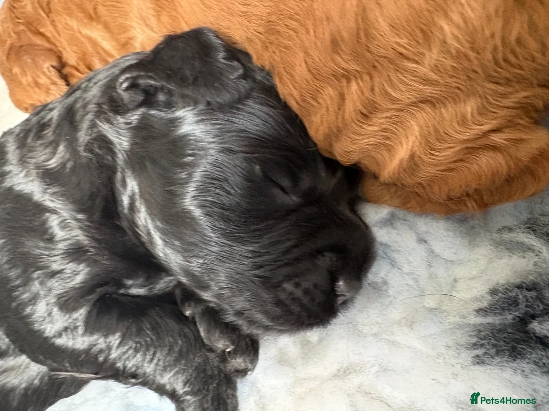 Cockapoo dogs for sale: 🐾🐾Beautiful F2 cockapoo puppies🐾🐾 - Advert 10