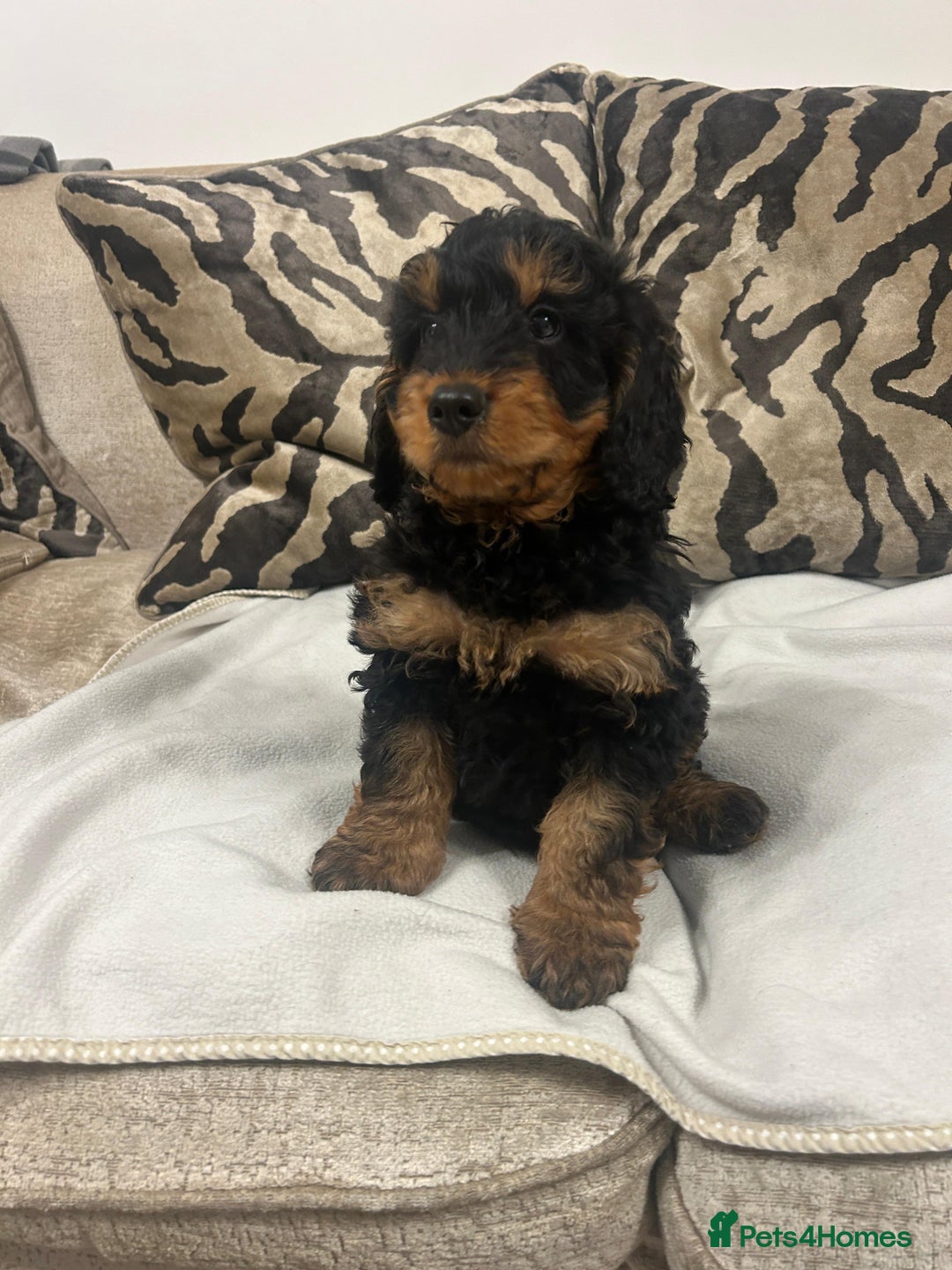 Cockapoo dogs for sale: F1 cockapoo puppies  - Image 1