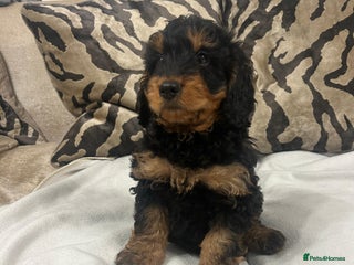 Cockapoo dogs - Advert 2