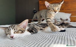 Siamese cats for sale: Siamese-Tabby Mix Kittens Available from 17th Sept - Image 14