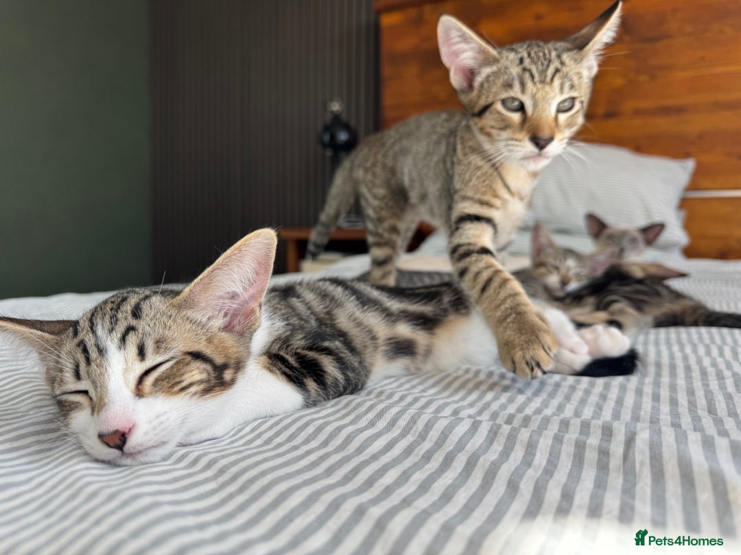 Siamese cats for sale: Siamese-Tabby Mix Kittens Available from 17th Sept - Image 14