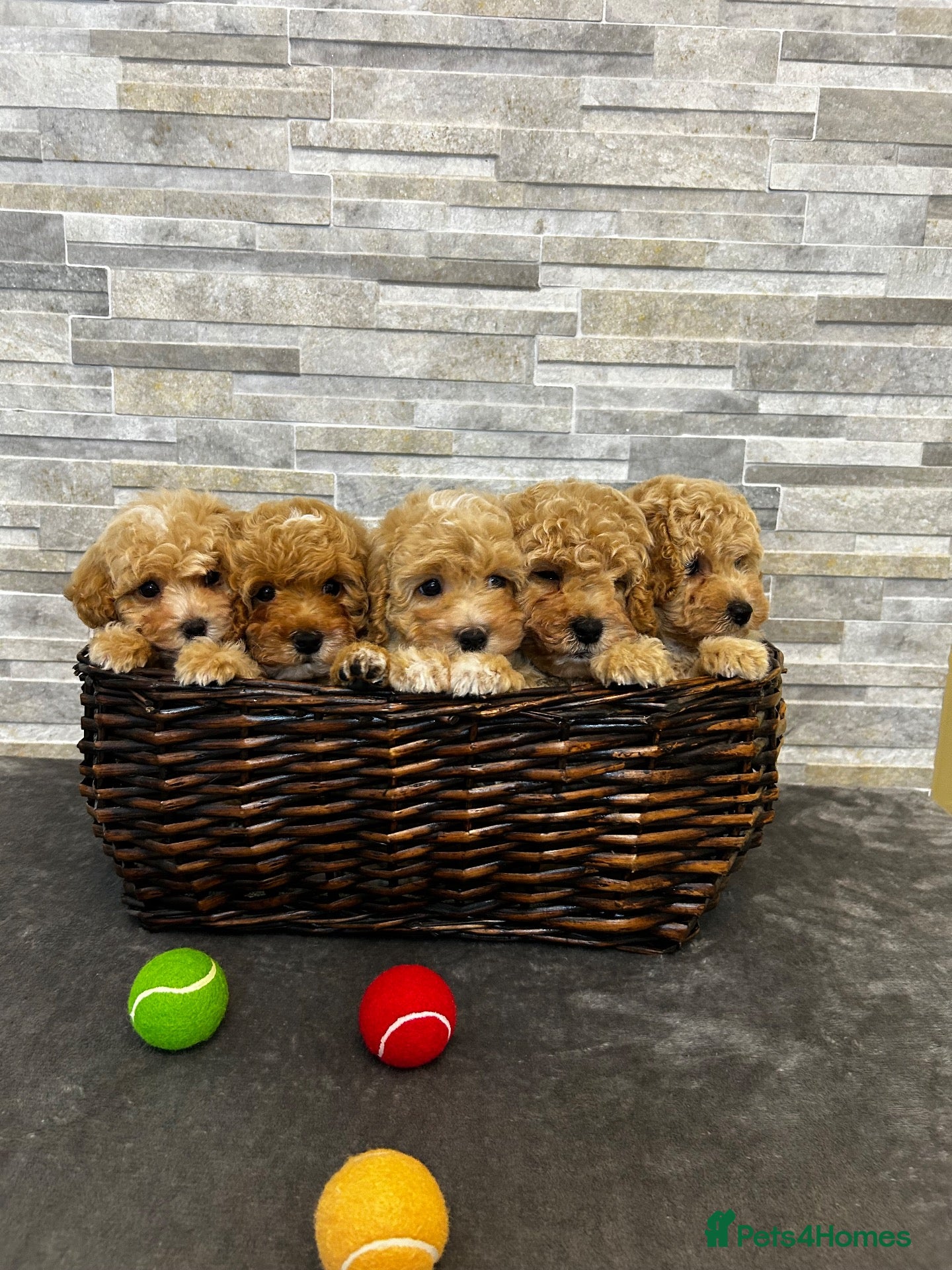 Poochon dogs Beautiful Pochoon puppies!! - Advert 1