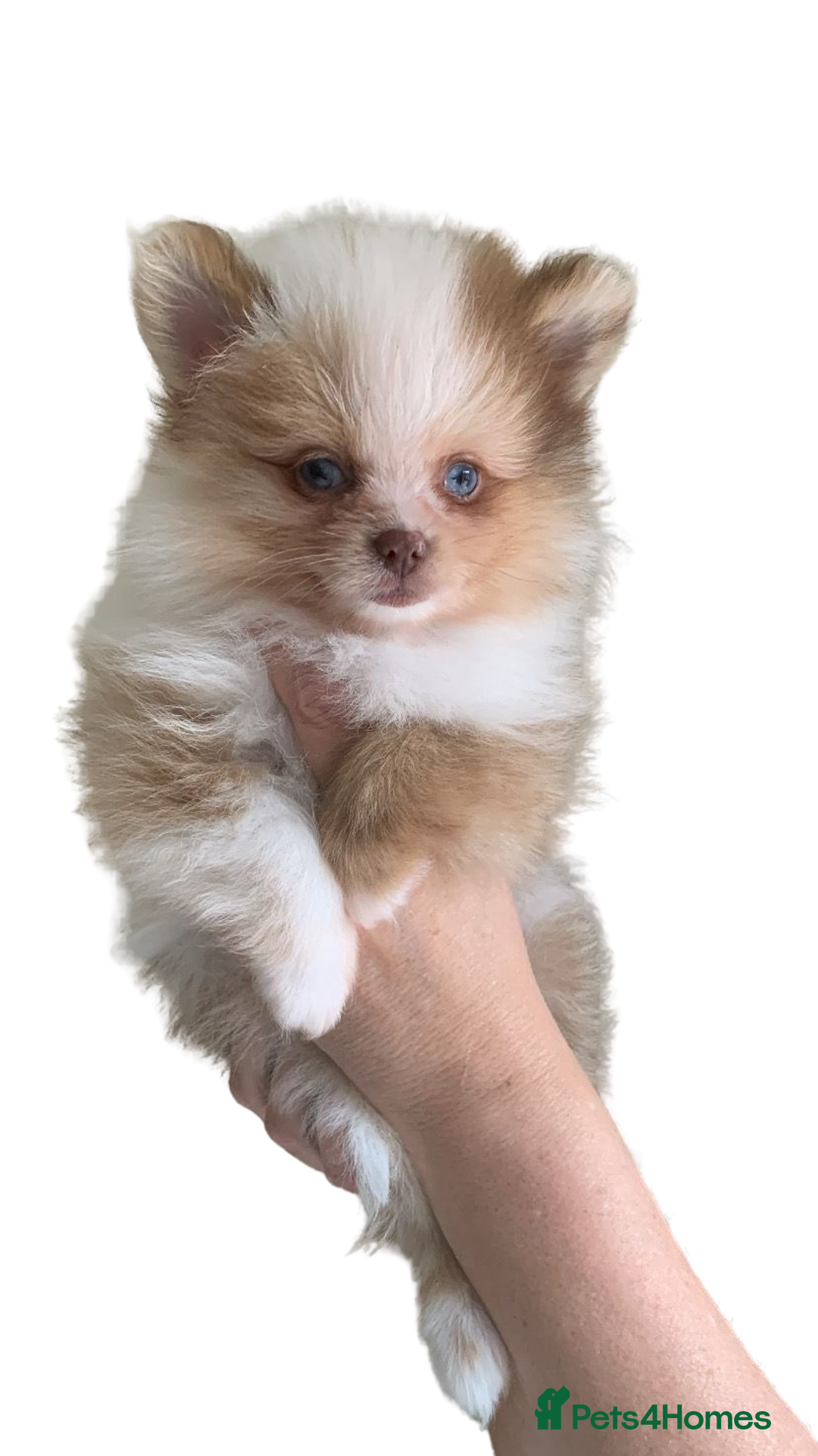 Pomeranian dogs for sale: 1 Male Pomeranian Puppy Left‼️ - Advert 7