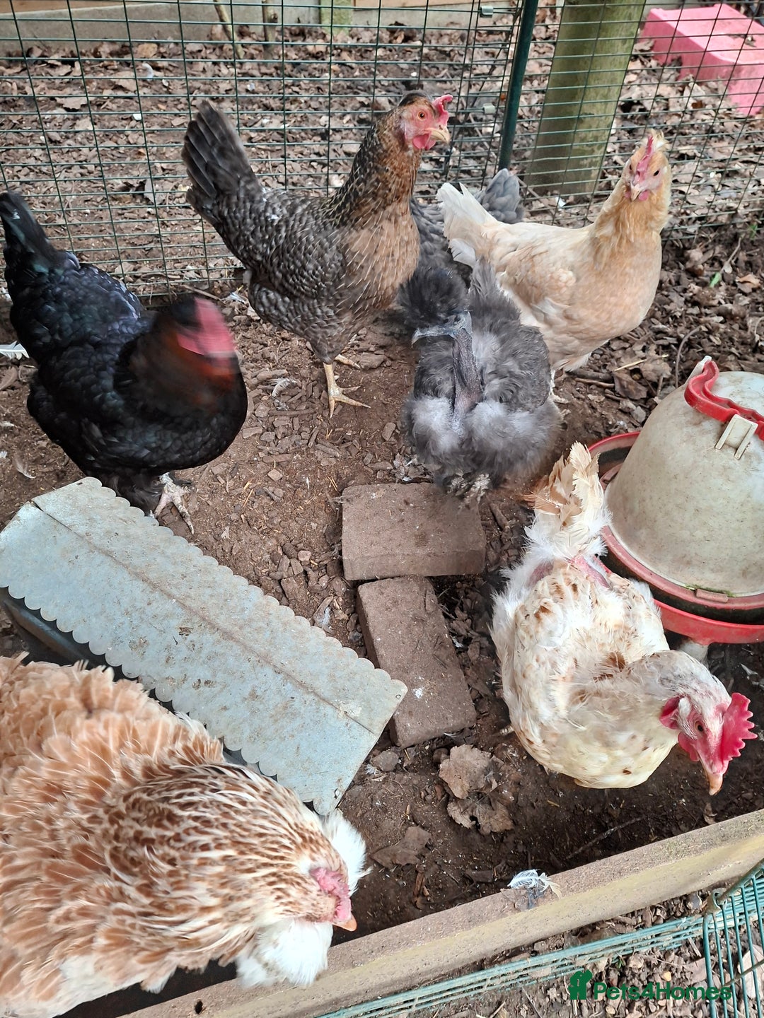 Chickens poultry for sale: Family loved chickens and Eglu - Advert 3