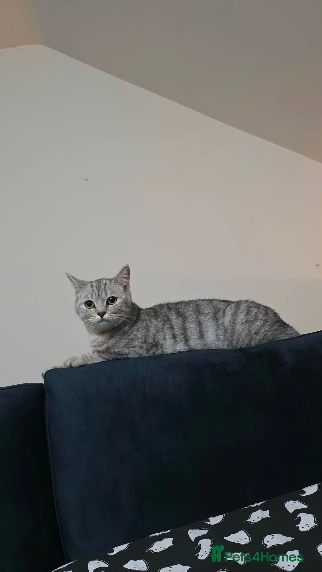 British Shorthair cats for sale: Callie, BSH x Bengal - Advert 2