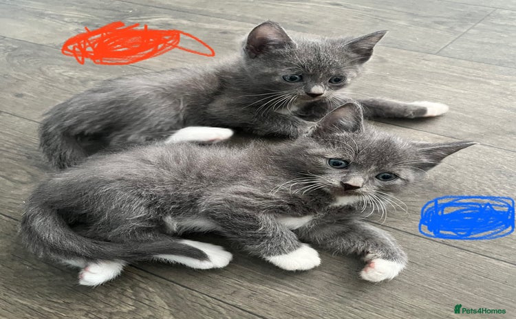 Ragdoll cats - Advert 1