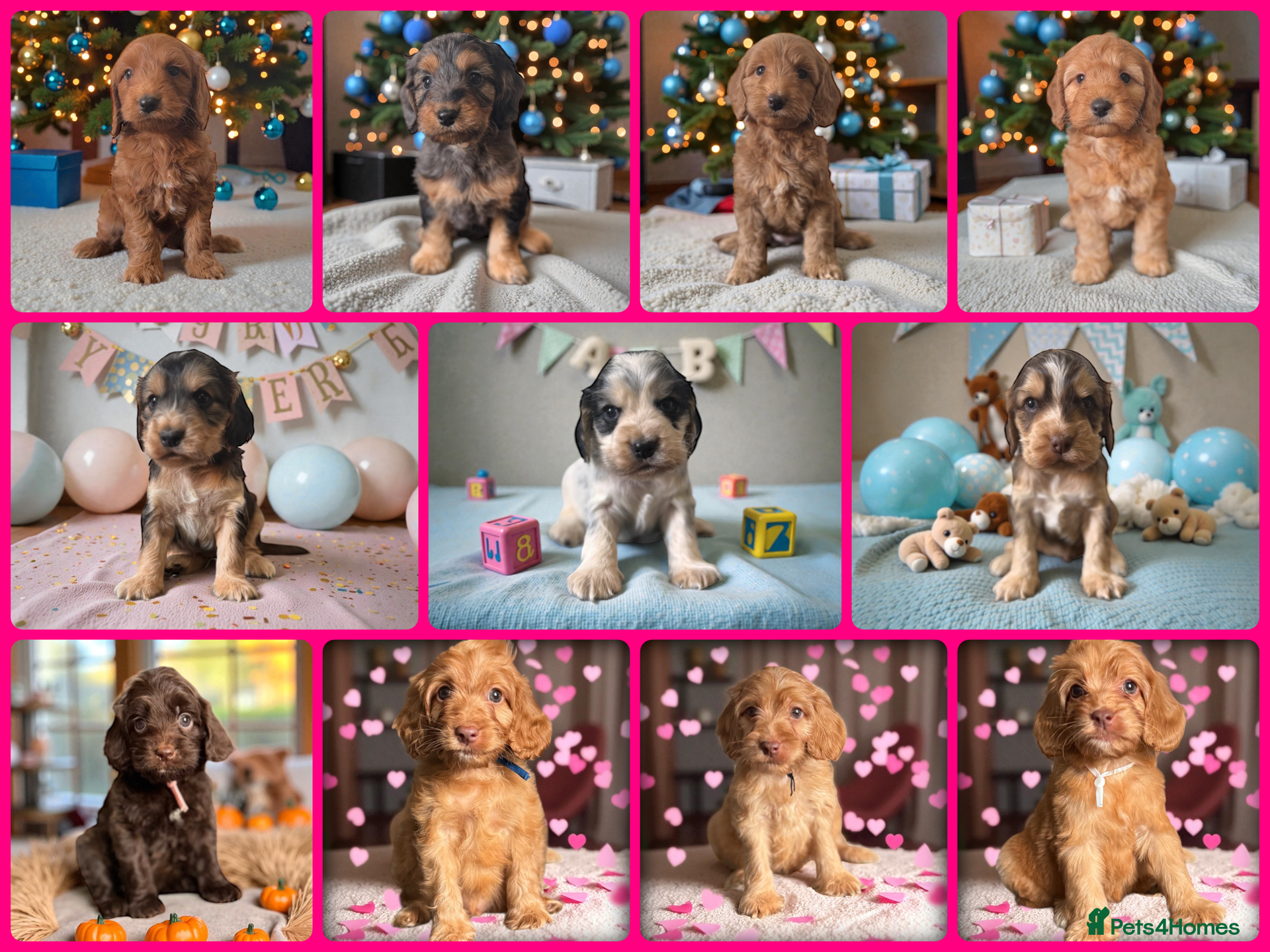 Cockapoo dogs 🐶THE MOST PERFECT SHOW SPANIELS and F1 COCKAPOOS - Advert 6