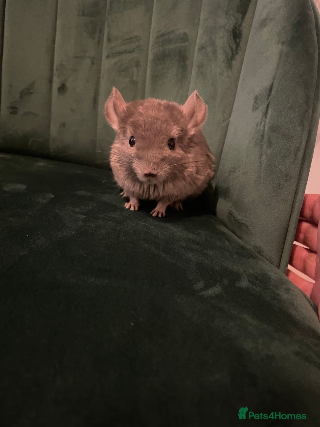 Chinchilla rodents for sale: Chinchilla girl  - Advert 2