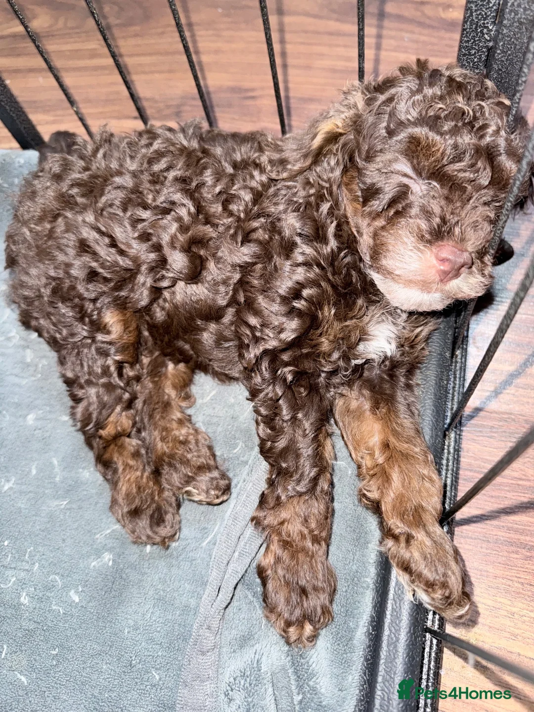 Toy Poodle dogs for sale: Brown Phantom Kc reg toy poodle DNA CLEAR - Advert 2