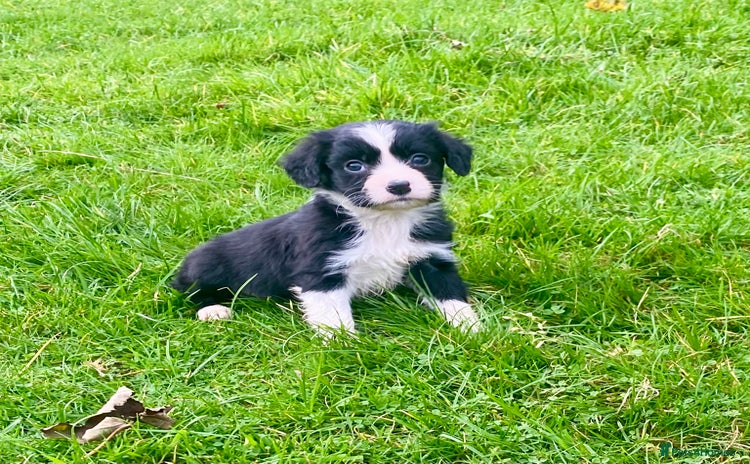 Mixed Breed dogs Gorgeous Borderlier pups - Advert 2