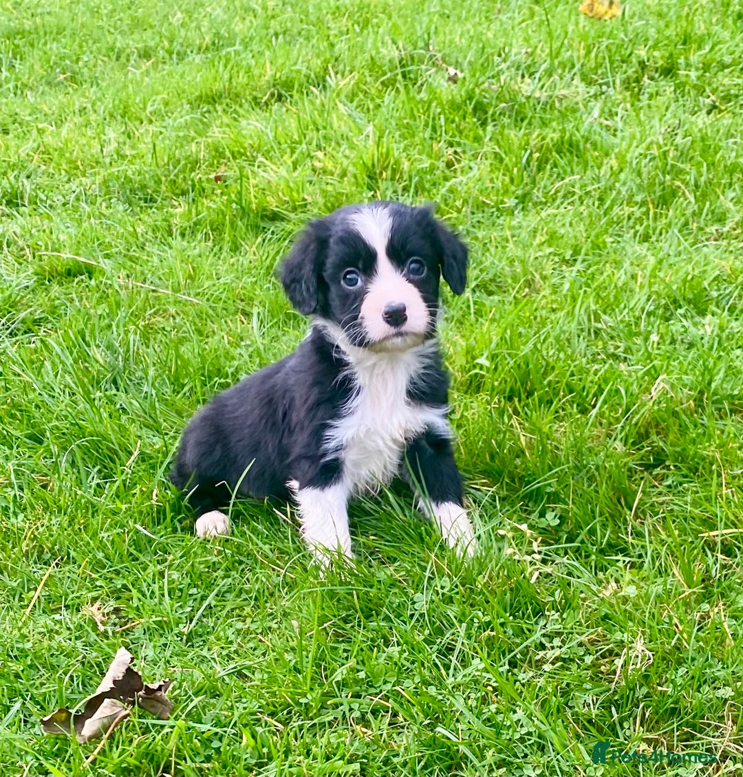 Mixed Breed dogs for sale: Gorgeous Borderlier pups - Advert 1