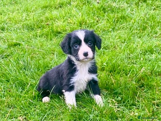 Mixed Breed dogs for sale: Gorgeous Borderlier pups - Advert 1