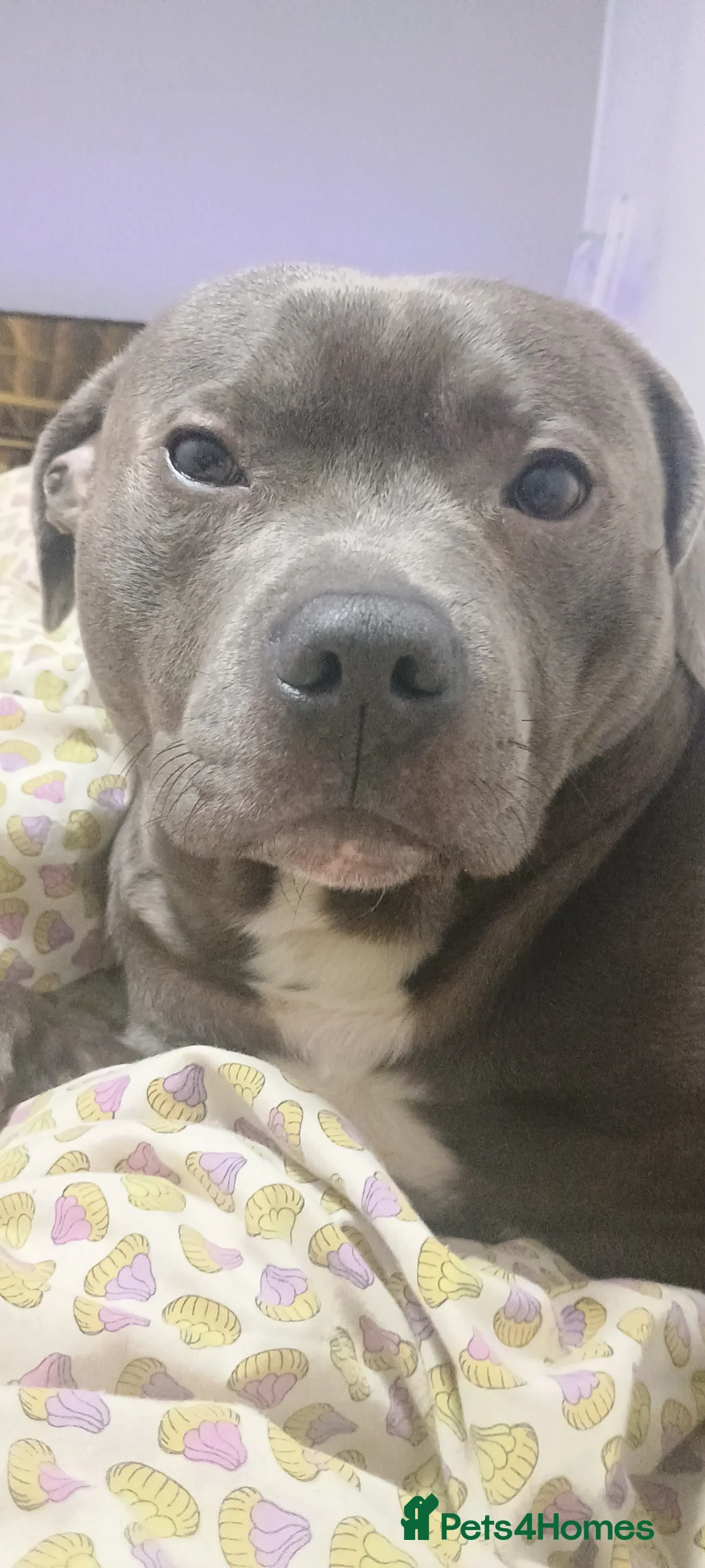 Staffordshire Bull Terrier dogs for stud: Boy for Girl in Leeds - Advert 2