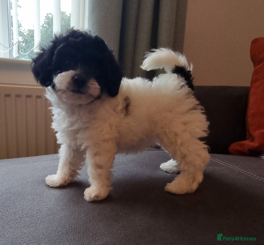 Cockapoo dogs for sale: Best Friend Sofa Companions 🥰 Fully vaccinated  - Image 16