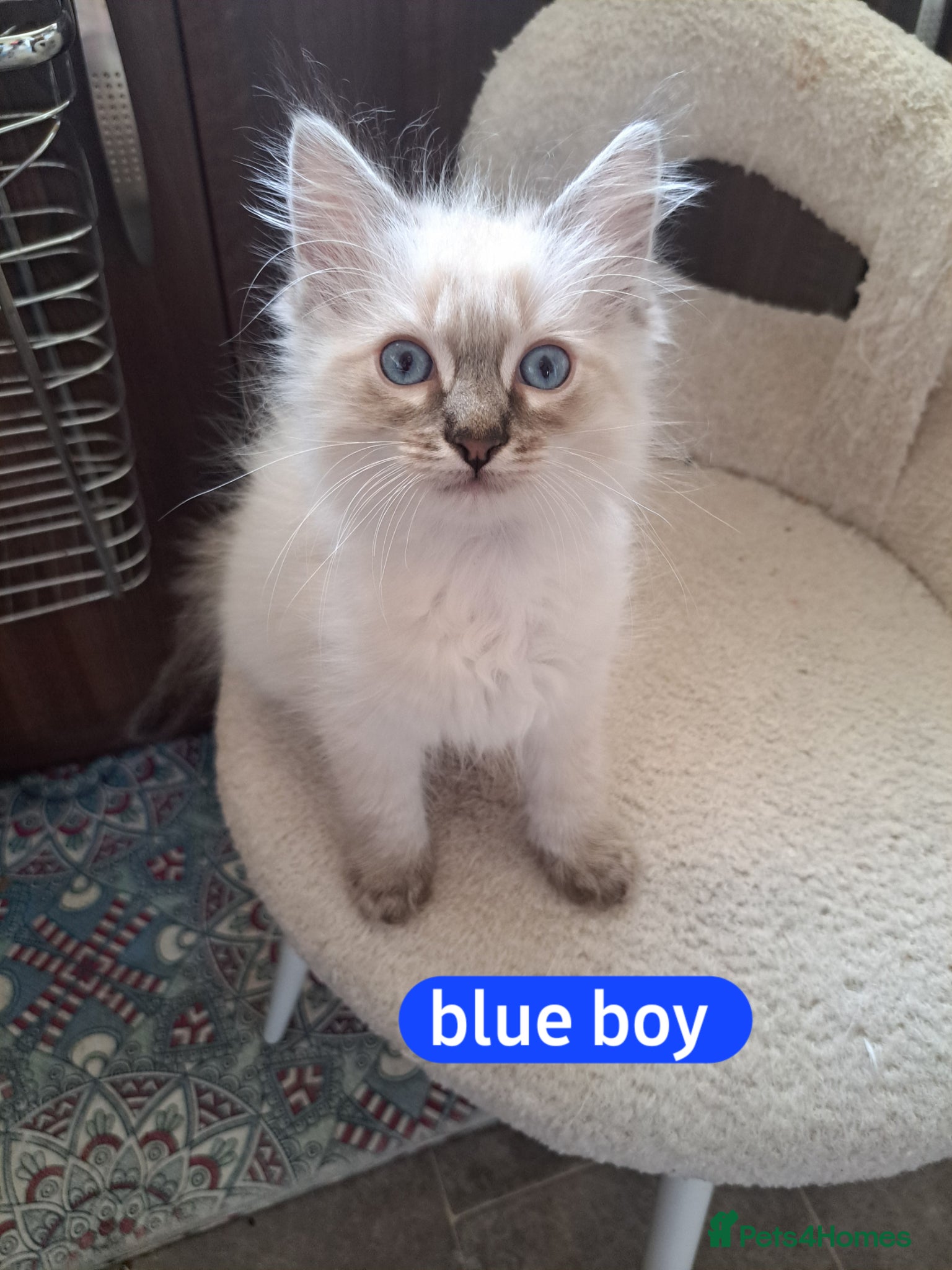 Ragdoll cats Ready now beautiful kittens 2 left - Advert 3