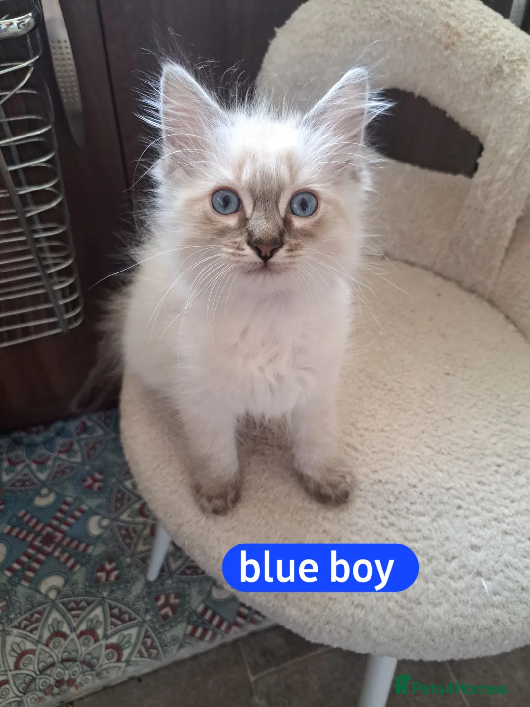 Ragdoll cats for sale: Ready now beautiful kittens 2 left - Advert 1
