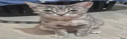 Mixed Breed cats for sale: Beautiful kittens - Advert 1