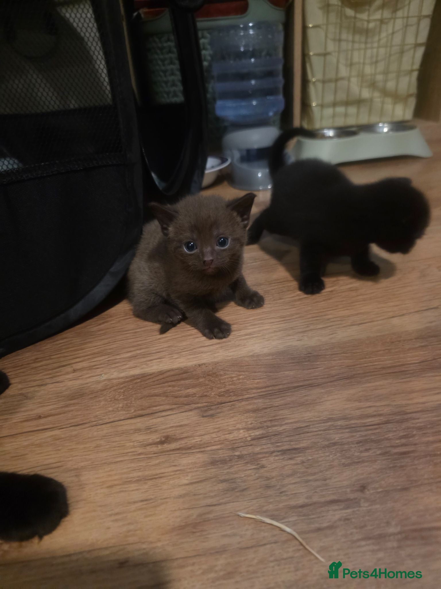 Mixed Breed cats  BEAUTIFUL RUSSIAN BLUE X BSH KITTENS  - Advert 15