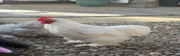 Chickens poultry for sale: 2 bantam pekin roosters rehoming  in Gateshead - Advert 5