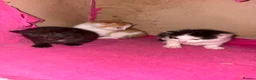 Mixed Breed cats for sale: READY TO LEAVE *2left* Part ragdoll kittens  - Advert 10