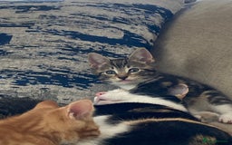 Mixed Breed cats for sale: Beautiful kittens - Image 5