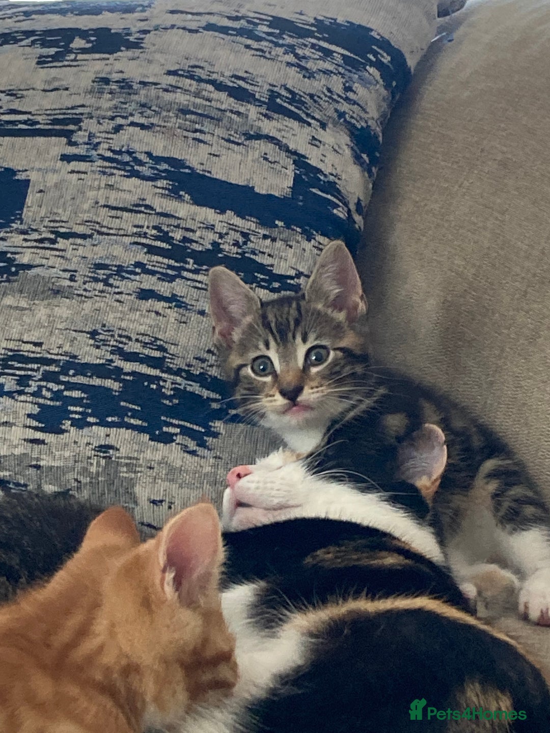 Mixed Breed cats for sale: Beautiful kittens - Image 5