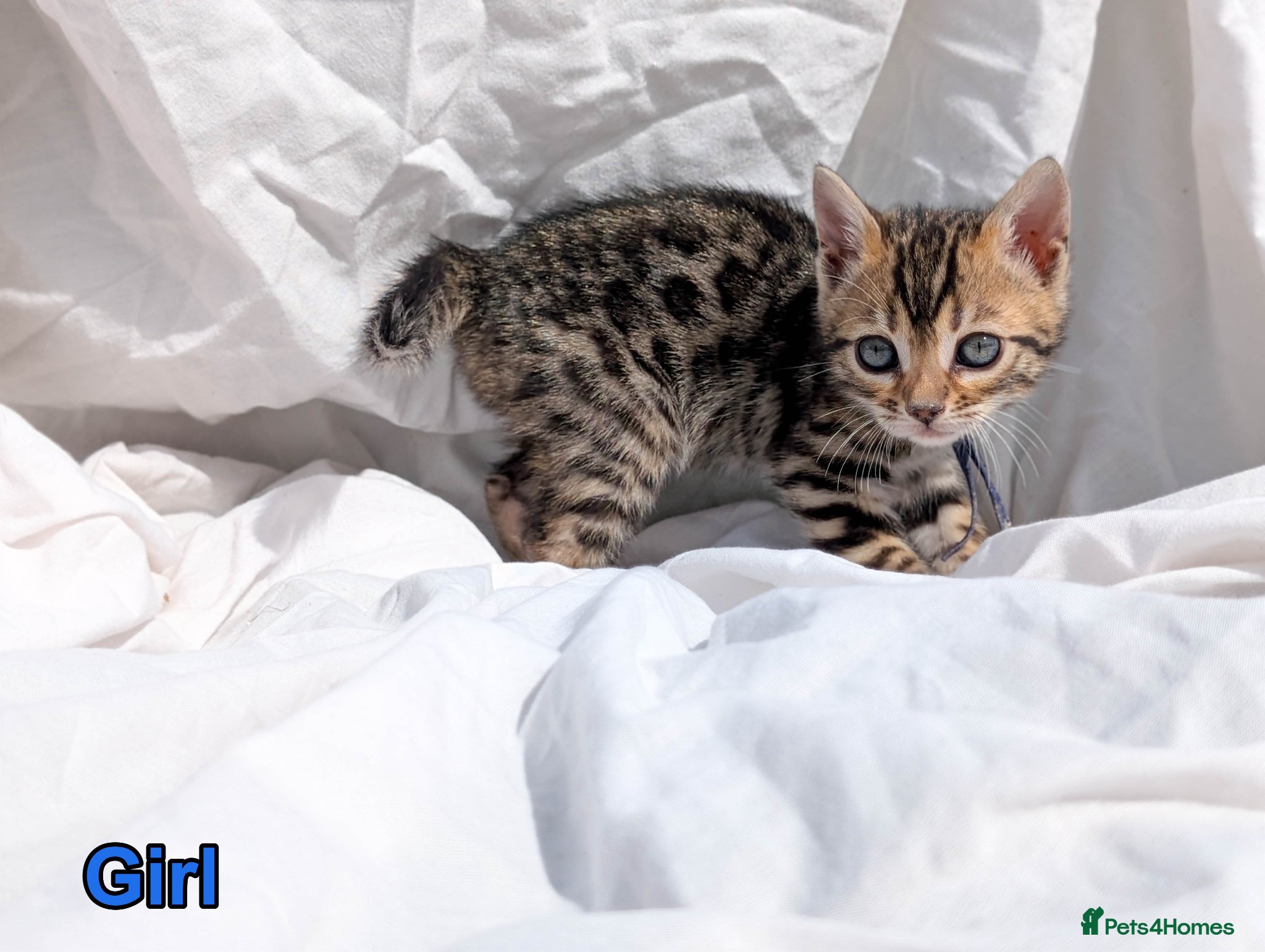 Bengal cats Bengal Kittens TICA | Glitter | Health Tested - Advert 1