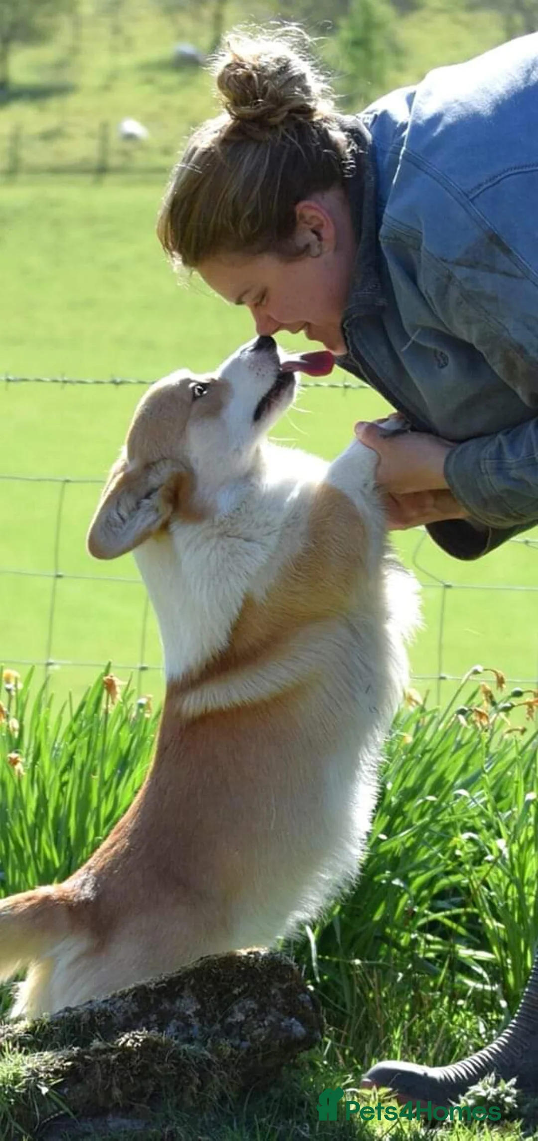 Welsh Corgi Pembroke dogs for stud: Beautiful Pembrokeshire Corgi Stud Dog in Machynlleth - Advert 11