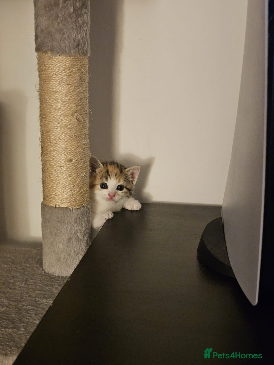 British Shorthair cats for sale: 🐱Four  Sisters Looking for Their Forever Homes!  - Image 19