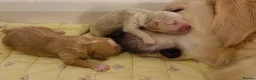 Goldendoodle dogs for sale: Mesmerising miniature golden doodle babys - Advert 7