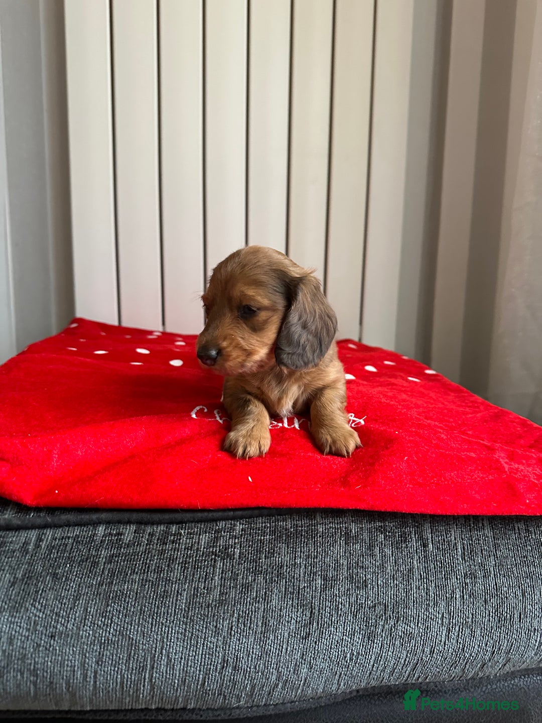 Miniature Dachshund dogs for sale: Miniature Dachounds  - Advert 8