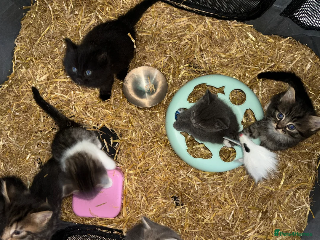 Ragdoll cats for sale: 🐾✨ Stunning Ragdoll x Bengal kittens 🩷🩵 - Advert 15