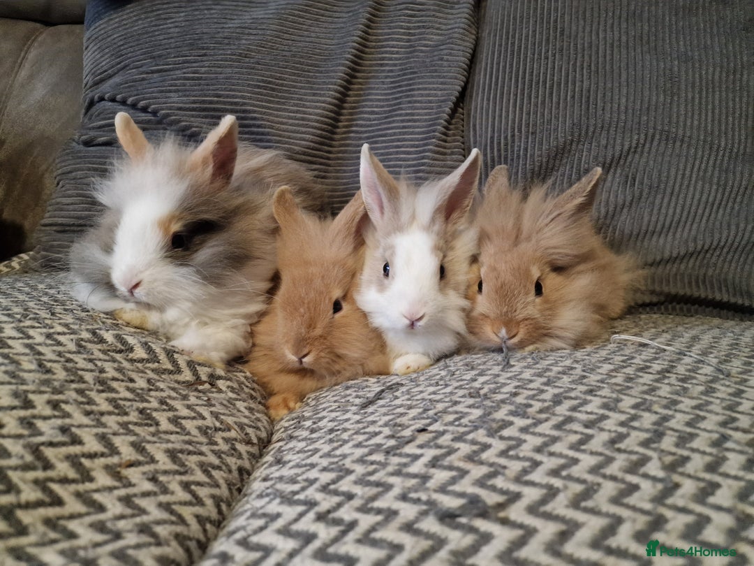 Lionhead rabbits for sale: Lionhead baby rabbits  - Image 4