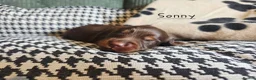 Miniature Dachshund dogs for sale: Stunning KC Registered Longhaired Mini Dachshunds - Advert 11