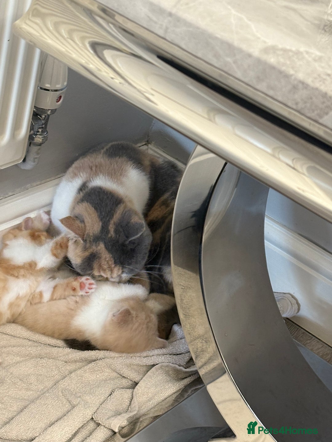 British Shorthair cats for sale: Lilac British shorthair kittens - Image 4