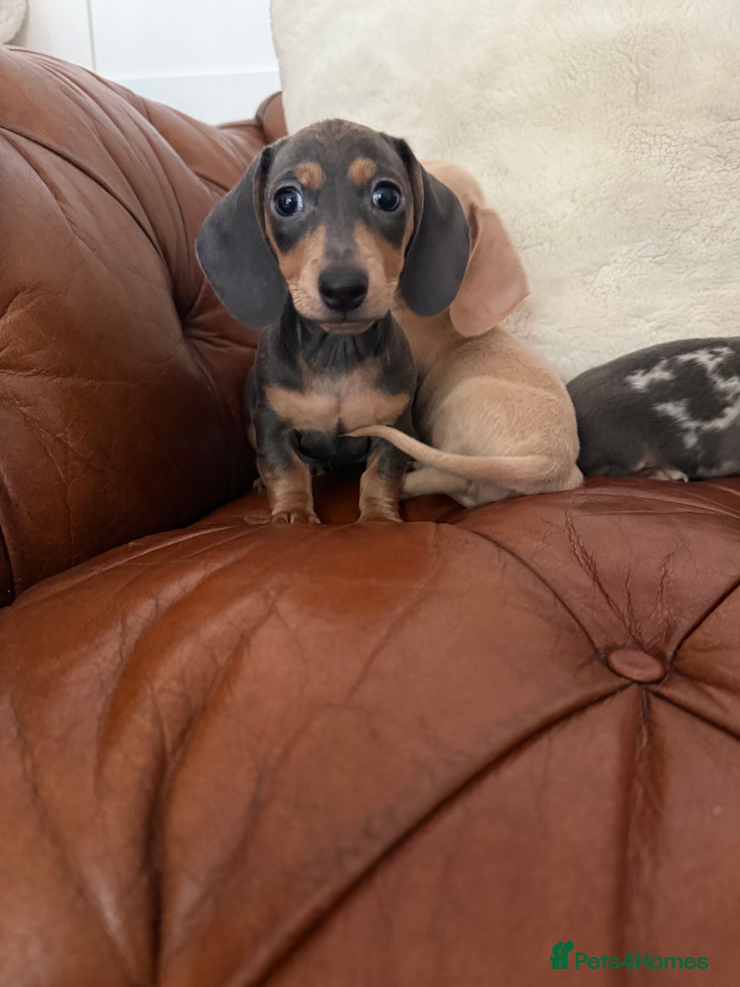 Miniature Dachshund dogs for sale: Beautiful Mini Dachshund Pups 🐶 5 Star ⭐ Breeder - Image 21