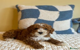 Goldendoodle dogs for sale: Beautiful GoldenDoodle Puppies Ready This Weekend! - Image 9