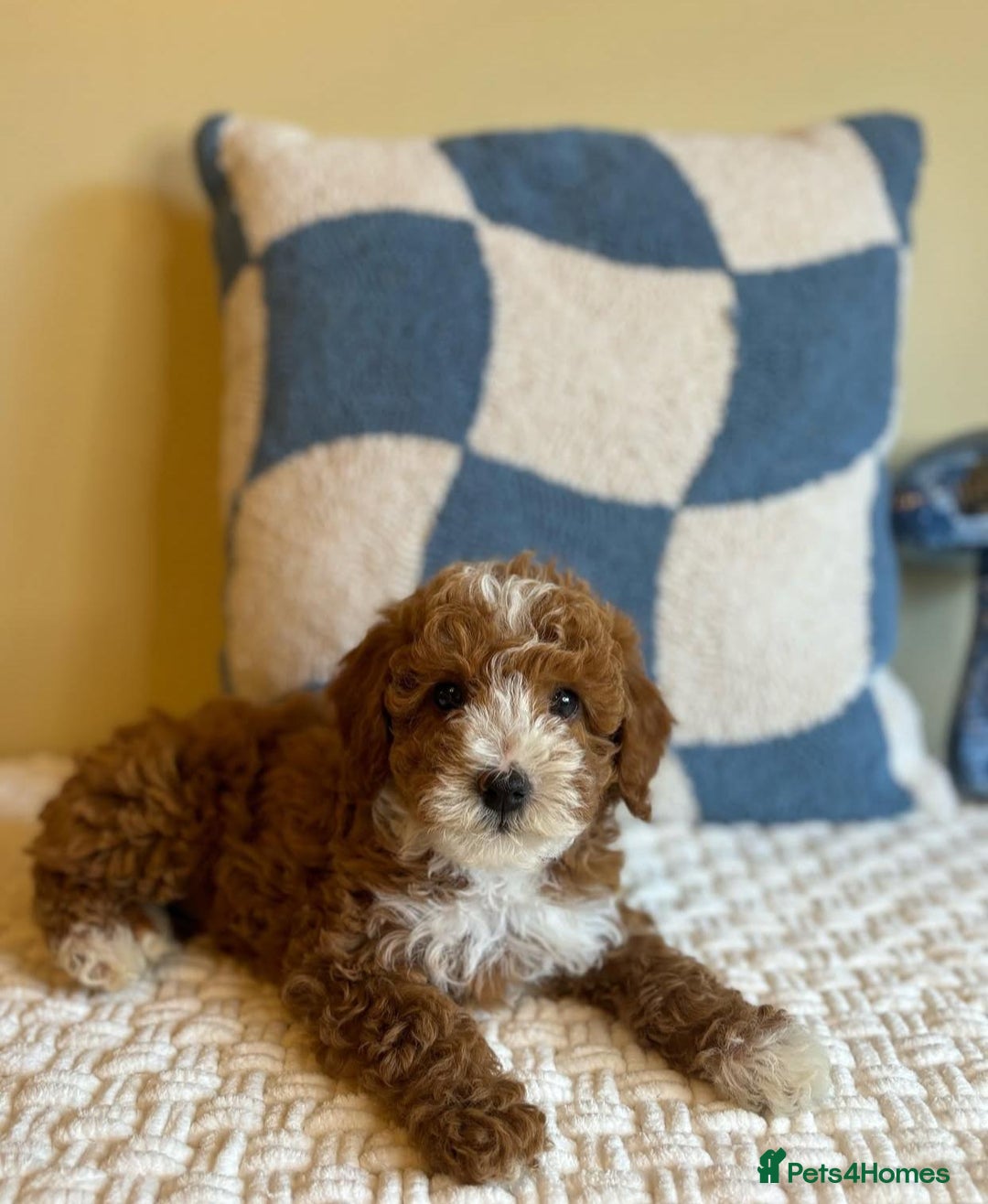 Goldendoodle dogs for sale: Beautiful GoldenDoodle Puppies Ready This Weekend! - Image 9