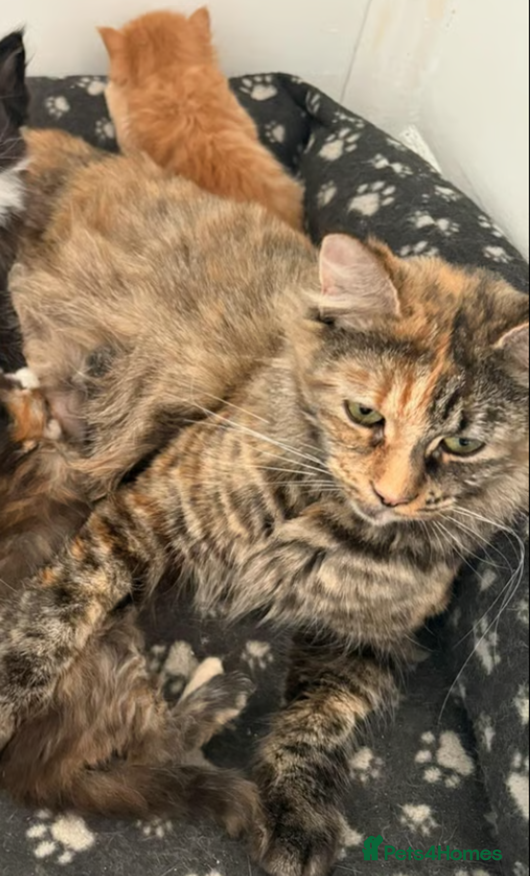 Maine Coon cats for sale: Ginger 3/4 Maine Coon - Image 4