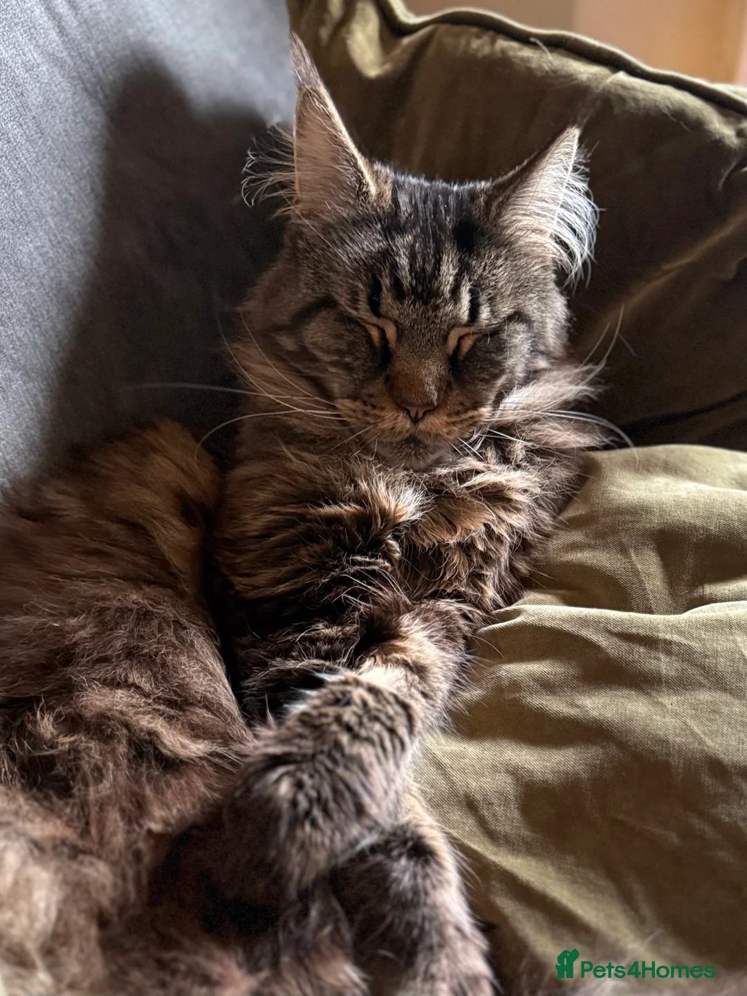 Maine Coon cats for sale: Maine Coon pair male & female 3 & 5 years old - Advert 8