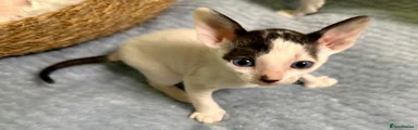 Cornish Rex Kitten 3