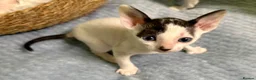Cornish Rex cats for sale: 🐾Adorable Cornish Rex Kittens – Now Reserving🐾 in London - Advert 2
