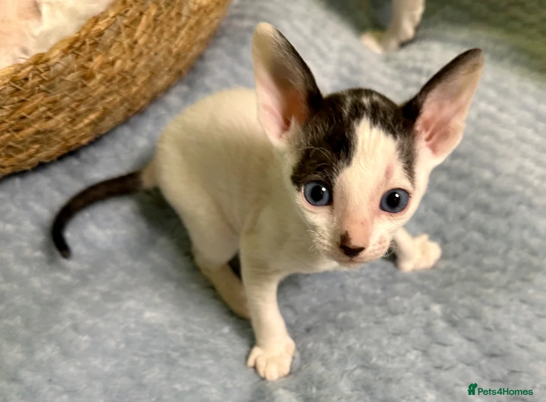 Cornish Rex cats for sale: 🐾Adorable Cornish Rex Kittens – Now Reserving🐾 in London - Advert 2